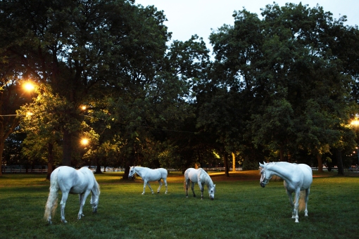 Six White Horses by Nick Crowe and Ian Rawlinson
